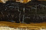 Polished Petrified Shrinkwood Section - Parker, Colorado #334934-1